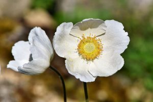 Anemone in weiß
