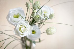Lisianthus in weiß