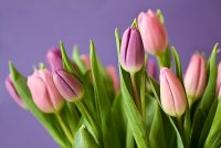 Tulpen-Strauß